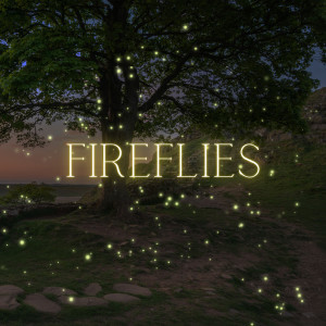 Fireflies dari Ambient Study Theory