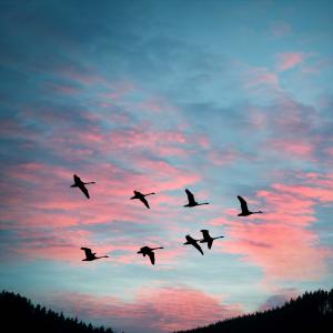 ดาวน์โหลดและฟังเพลง Birds In The Air พร้อมเนื้อเพลงจาก Shiba Sleeps