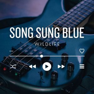 Wildlife的专辑Song Sung Blue