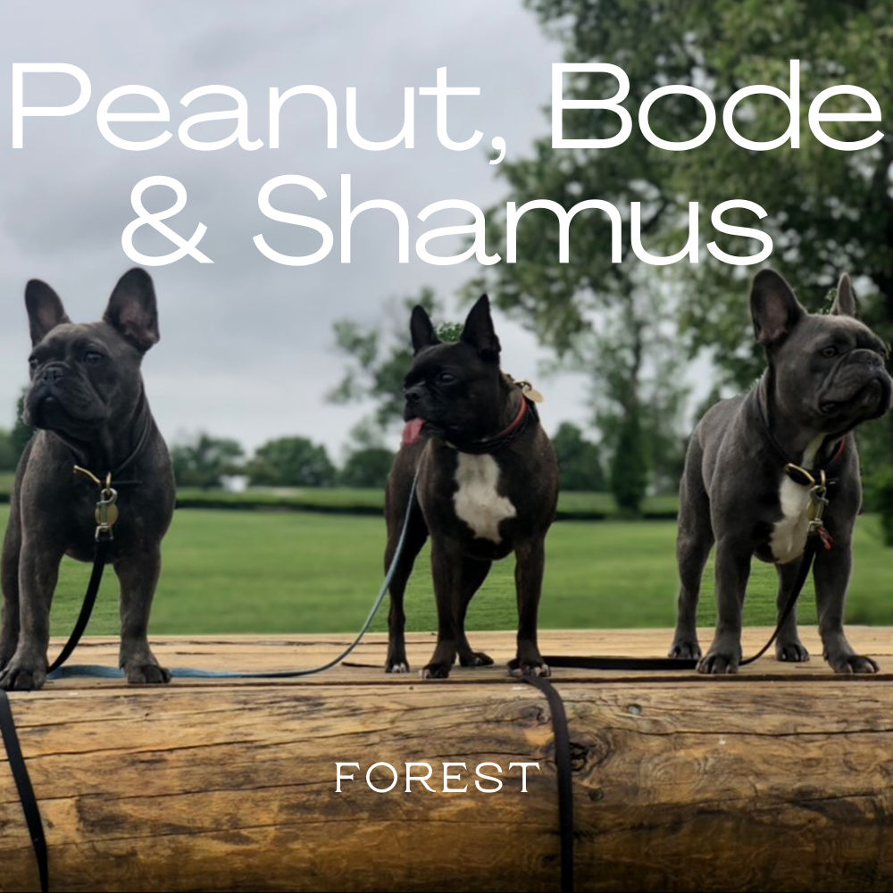 Peanut, Bode & Shamus