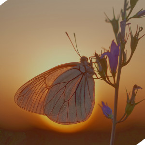 Album Butterfly from Radzvbov