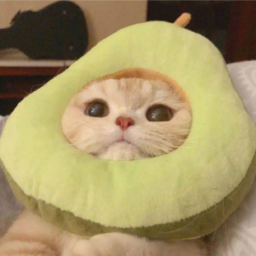 一只小南瓜