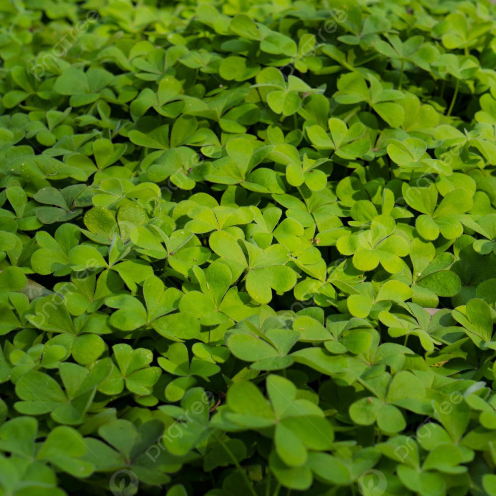 My Clover