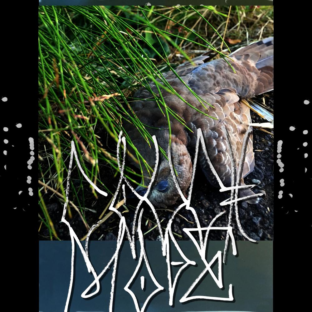 Basil in the Backwoods (feat. Yon Toodles, Big Belly Shelly, A$hI, Guz & Craigy B) (Explicit)