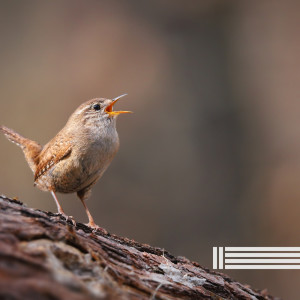 Birds In The Forest的专辑Sounds Of Birds Singing