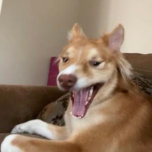 Dengarkan lagu shall we nyanyian alslyn dengan lirik