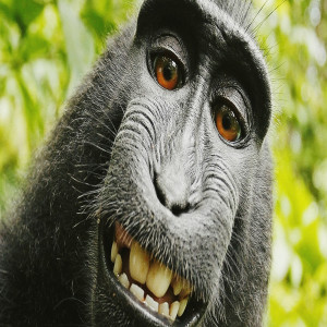Album Monkey City from 