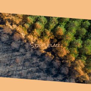 Various的专辑Stay Velar