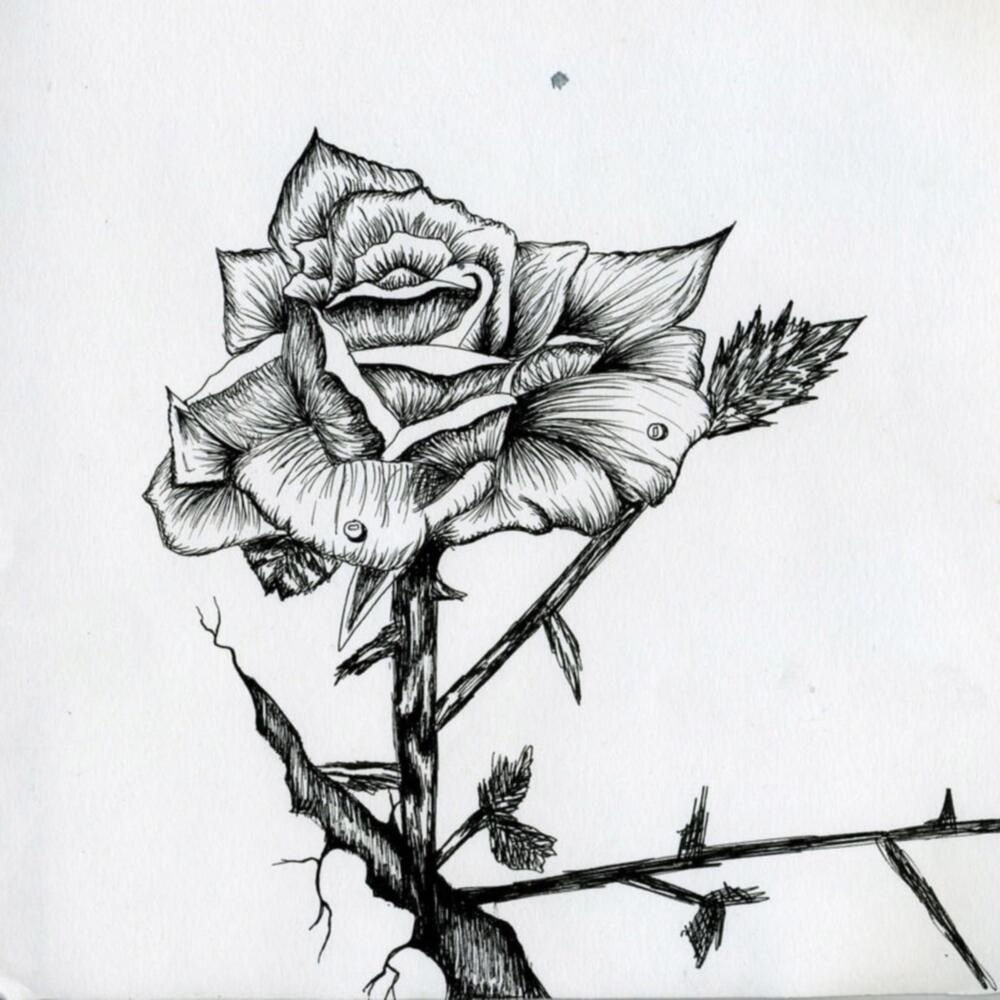 Konkrete Rose (Explicit)