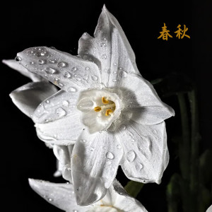 ดาวน์โหลดและฟังเพลง 给你的爱 พร้อมเนื้อเพลงจาก 陈明