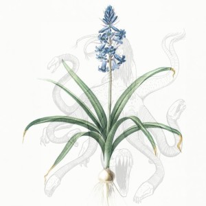 Listen to Scilla song with lyrics from Joe Romano