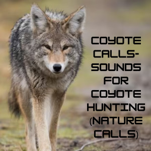 Natural Sounds的專輯Coyote Calls- Sounds for Coyote Hunting (Nature Calls)