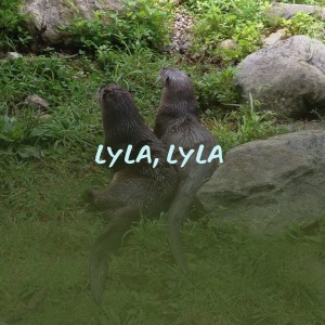 收聽Harry Belafonte的Lyla, Lyla歌詞歌曲