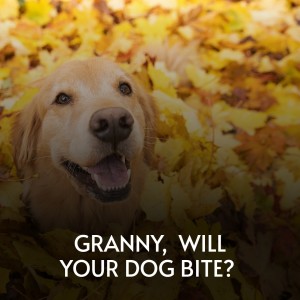 收聽Peter Siegel的Soldier's Joy歌詞歌曲