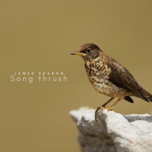 Song Thrush