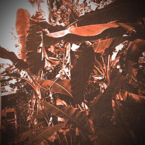 Listen to Berakar song with lyrics from Ibnu Shem