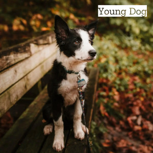 Album Young Dog oleh Adams