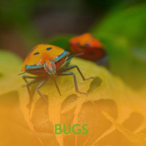 ดาวน์โหลดและฟังเพลง Little Alice พร้อมเนื้อเพลงจาก Big Foot Wallace