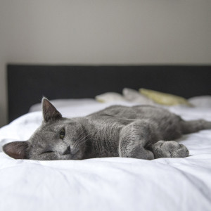 Listen to Utterly Tranquil song with lyrics from Deep Sleep