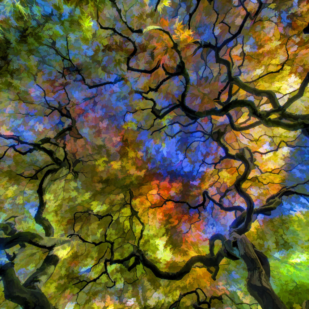 Starlight Grove