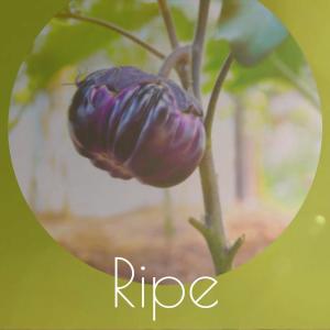 Album Ripe from Various