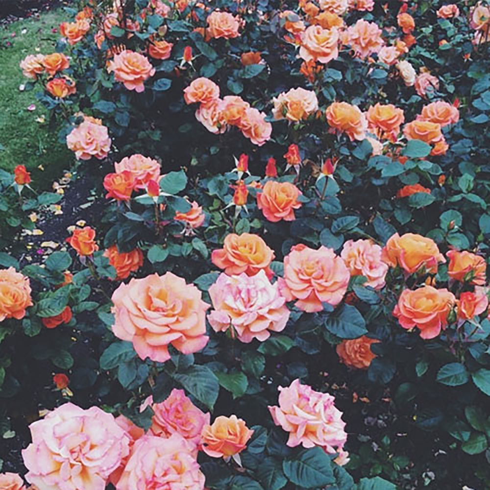 No Hook/BLOSSOM(feat. Maari) (Explicit)