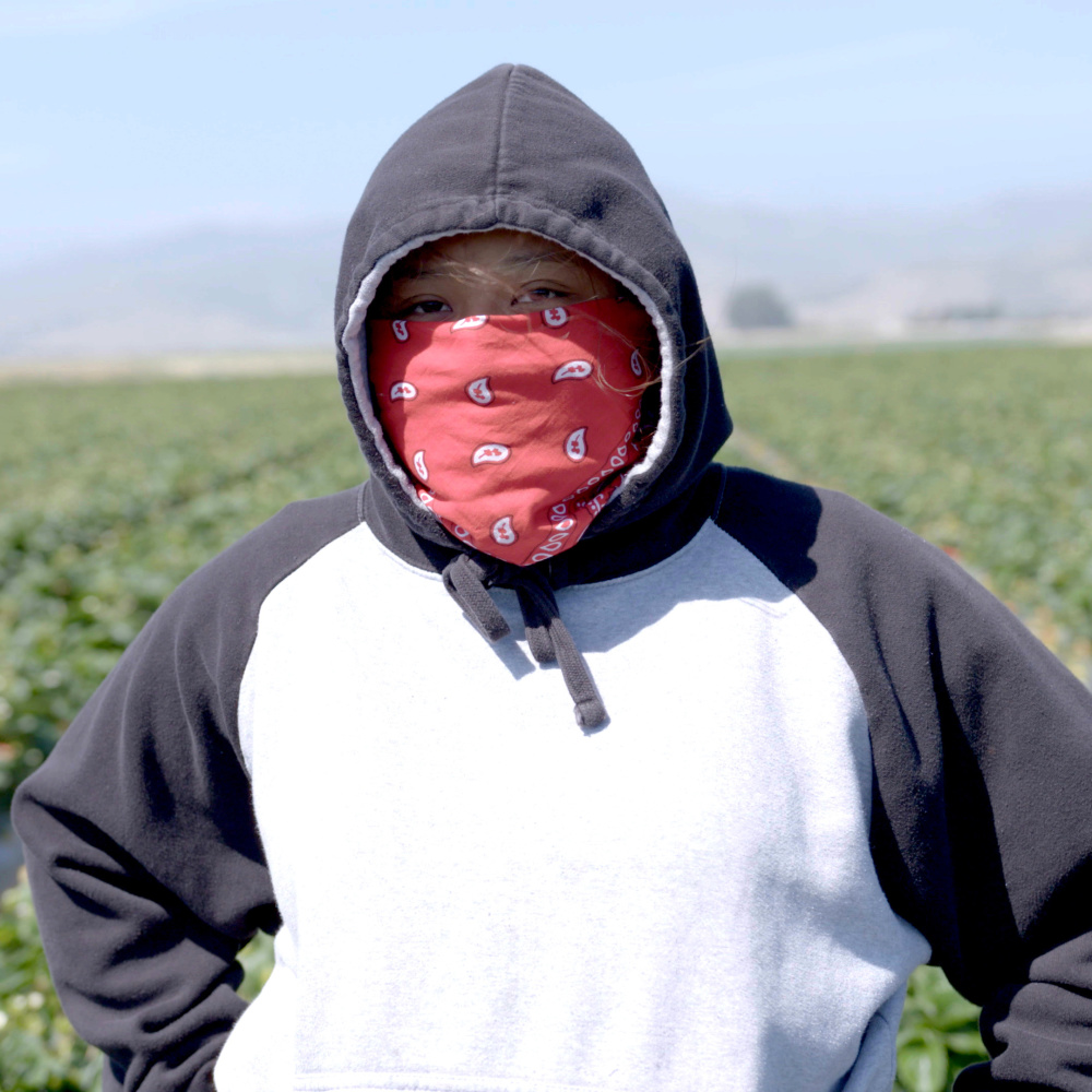 Campo de Fresas
