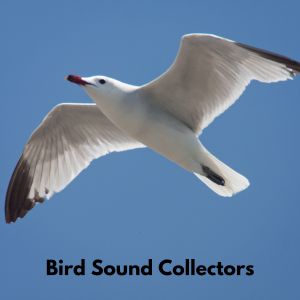 Sons De La Nature的專輯Bird Singing