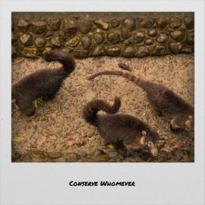 Listen to Conserve Whomever song with lyrics from Jeremias Rosli