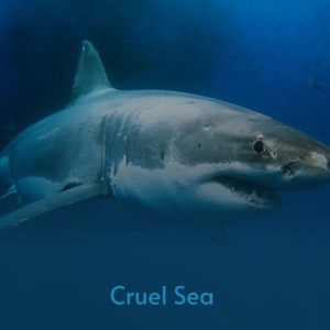 อัลบัม Cruel Sea ศิลปิน Various Artists