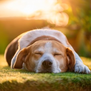 ดาวน์โหลดและฟังเพลง Perro Alegre Con Acordes พร้อมเนื้อเพลงจาก Espíritu tranquilo del cosmos