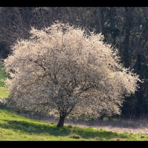 Dengarkan Lake Como lagu dari SPA dengan lirik