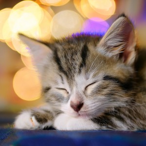 อัลบัม Sueño Silencioso: Ritmos De Hip Hop Para Gatos ศิลปิน Flotar en calma