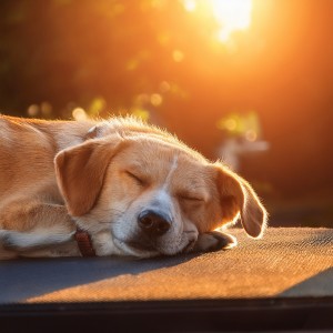 ดาวน์โหลดและฟังเพลง Las Mascotas Se Relajan Con Música พร้อมเนื้อเพลงจาก Relajación total para seres