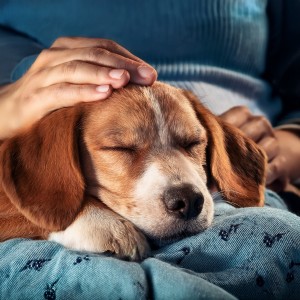 ดาวน์โหลดและฟังเพลง Sueños Pacíficos De Mascotas พร้อมเนื้อเพลงจาก Academia de sonidos serenos