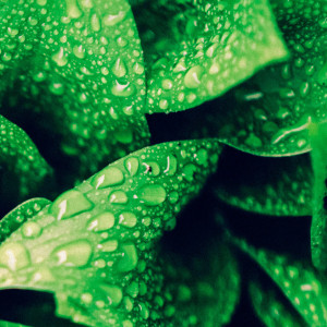 อัลบัม 12AM Ambient Rains: Gentle Drops ศิลปิน 24H Rain Sounds