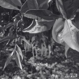 default album img