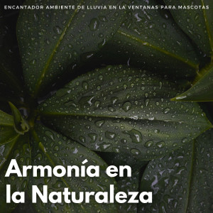 ดาวน์โหลดและฟังเพลง Serenata Atronadora Para La Relajación De Las Mascotas พร้อมเนื้อเพลงจาก Lofi Relájate