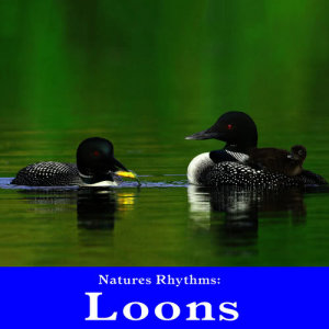 收聽Wildlife Bill的Early Morning Loons by the Lake for Well Being and Peaceful Dreams歌詞歌曲