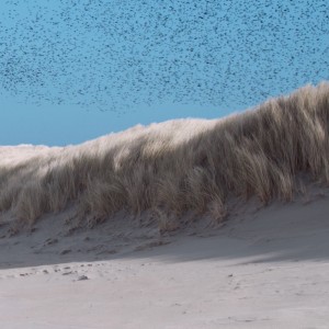 Album Terra oleh Anima
