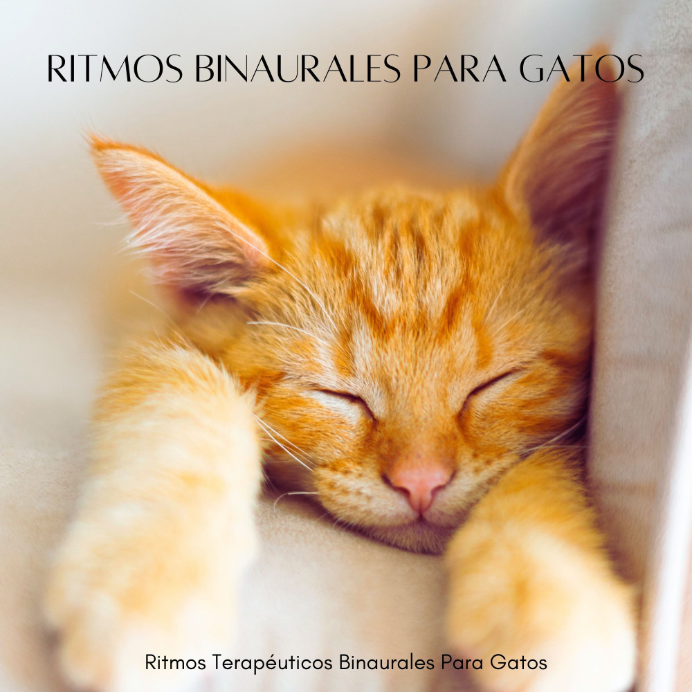 Grandeza De Gatito