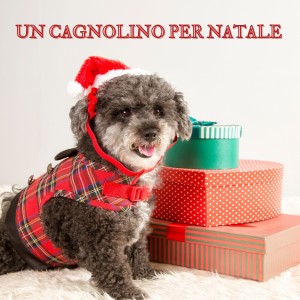 Various Artists的專輯Un Cagnolino Per Natale