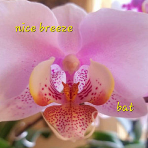 Album Bat from 