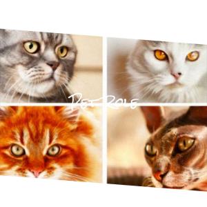Listen to Thousand Argue song with lyrics from Marh Dawer