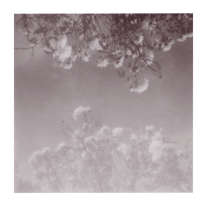 Album cozy berry from baby words