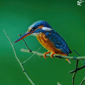 Album kingfisher from 