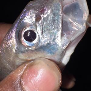 Dengarkan Strapped (Explicit) lagu dari QFaxso dengan lirik