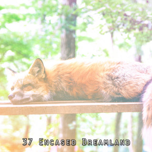 37 Encased Dreamland