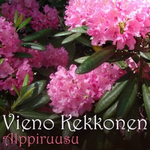 ดาวน์โหลดและฟังเพลง Alppiruusu พร้อมเนื้อเพลงจาก Vieno Kekkonen