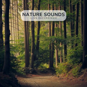 Bird Sounds的專輯Nature Sounds (Live Recordings)